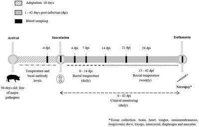 Archetypal type II and III Toxoplasma gondii oocysts induce different immune responses and clinical outcomes in experimentally infected piglets